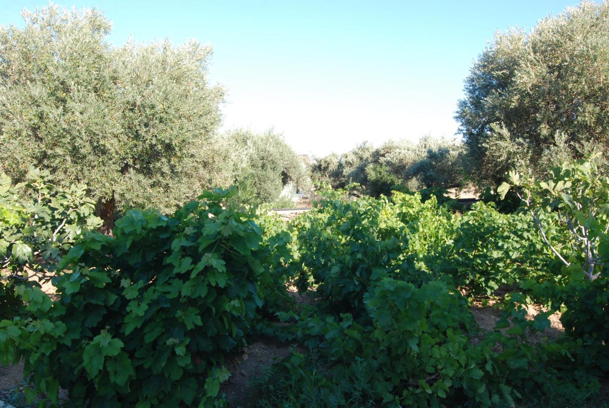 Villa Perivoli Platis Gialos  Exteriér fotografie